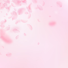 Sakura petals falling down. Romantic pink flowers corner. Flying petals on pink square background. L