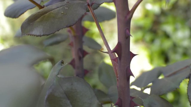 Close up shot of rose spikes blowing to the breeze.