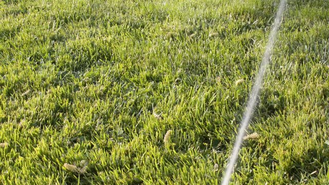 Sprinkler watering grass on a sunny day.