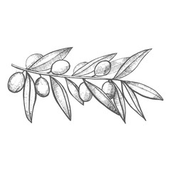 Olive Branch in Hand-Drawn Style