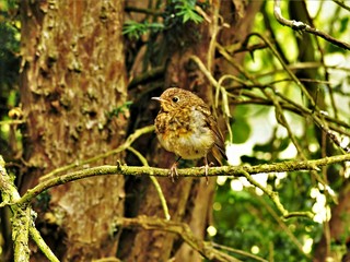 Juvenile European robin (Erithacus rubecula) perched on a small tree branch