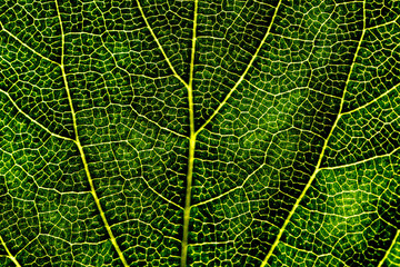 Nahaufnahme eines Blattes