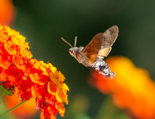 Hummingbird hawk-moth flying to a lantana flower
