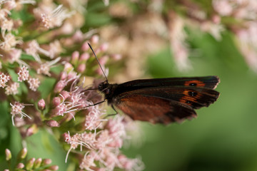 Schmetterling