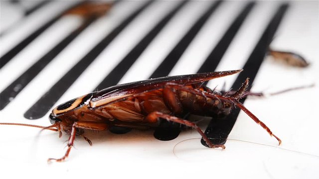 cockroach struggling on a catcher close up 