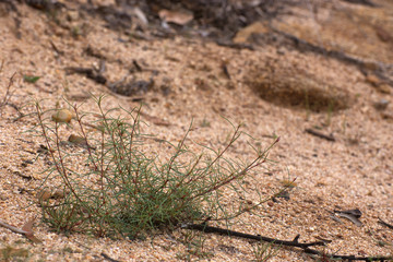 Small plant growing in sand near the Walsh River on the Atherton Tableland in Queensland, Australia