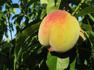 Ripe peach fruit growing on a tree branch, close-up. Sunny peach orchard in summer