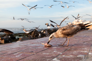 Seagulls at Essaouira port, Morocco