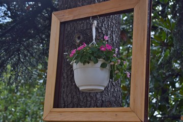 Flower in a pot with beautiful pink flowers hanging on a tree in a frame.