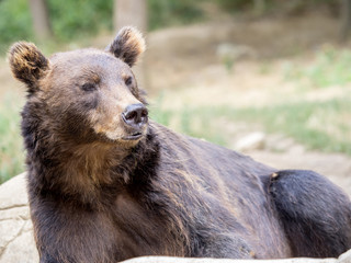 Kamchatka Brown Bear, one of the largest bears