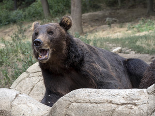 Kamchatka Brown Bear, one of the largest bears