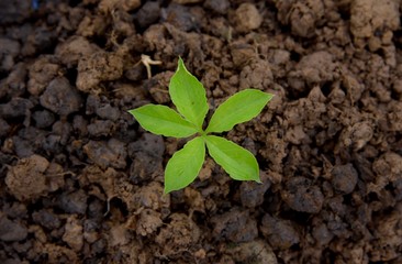 young plant in nature on soil background, earth environment concept, young plant put on the middle look above.