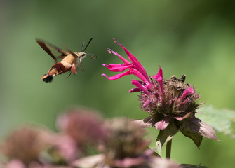 Hummingbird Moth on Bee Balm Flower