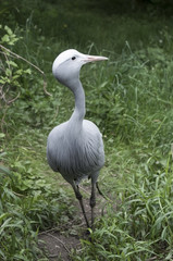 The blue crane, Grus paradisea, is a endangered species of birds endemic to South Africa. National bird of South Africa