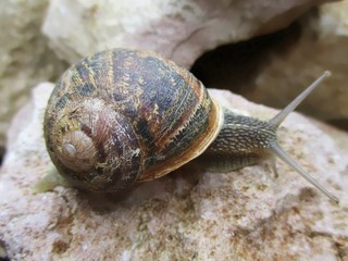 Escargot petit-gris, garden snail  (Helix aspersa) rampant  sur une pierre calcaire.