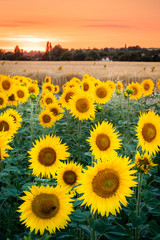 Summer Sunflowers