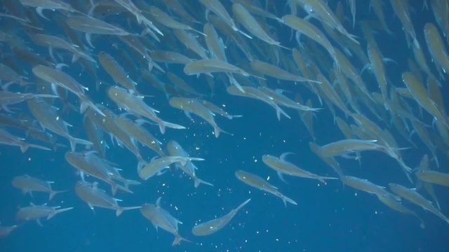 Close encounter with a big school of jack fish