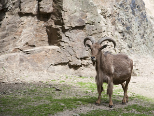 Mountain goat in the background of rocks. A mountain animal is in the wild.