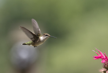 Fototapeta na wymiar Hummingbird on Bee Balm 5