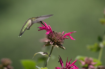 Hummingbird on Bee Balm 3
