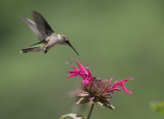 Fototapeta na wymiar Hummingbird on Bee Balm