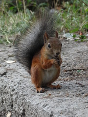 Red squirrel eats for nuts