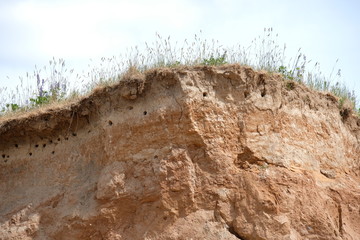 Nests of the shore swallow and merops apiaster in Belarus