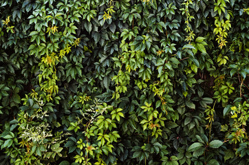 Obraz premium green leaves on wall background