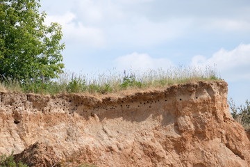 Nests of the shore swallow and merops apiaster in Belarus