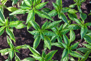 Seedlings of the bell peppers (capsicum)
