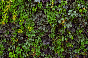 green leaves wall background