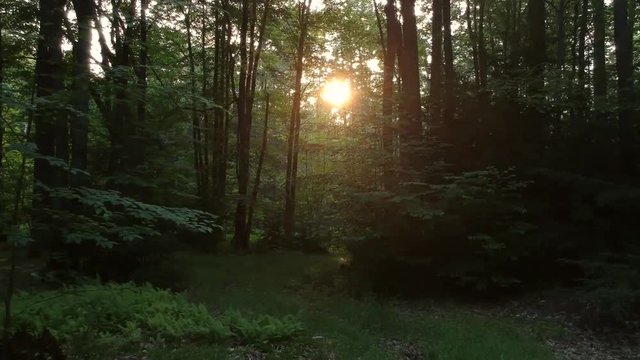 A push-in on a small clearing in a forest during a sunset.
