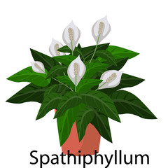 Obraz premium Spathiphyllum pot for flowers, with earth, pink, for seedlings, pots.