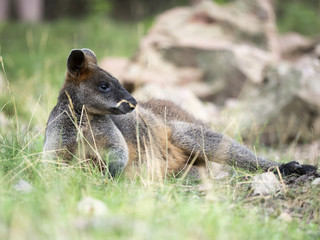 Swamp Wallaby, Wallabia bicolor
