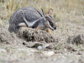 Yellow-footed Rock-wallaby, Petrogale xanthopus xanthopus, lives predominantly in the rocks