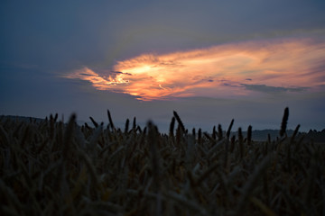 morgenrot