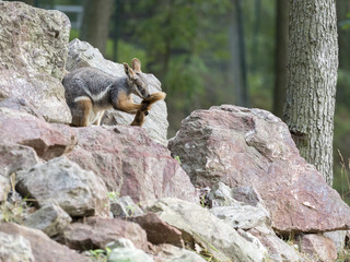 Yellow-footed Rock-wallaby, Petrogale xanthopus xanthopus, lives predominantly in the rocks