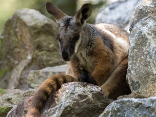 Naklejka premium Yellow-footed Rock-wallaby, Petrogale xanthopus xanthopus, lives predominantly in the rocks