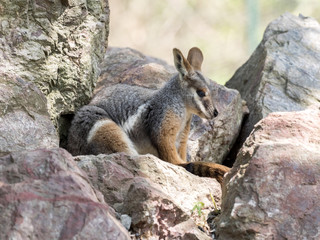 Yellow-footed Rock-wallaby, Petrogale xanthopus xanthopus, lives predominantly in the rocks