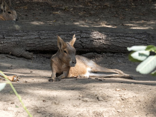 Mara, Dolichotis patagonum, live in the South American pampas
