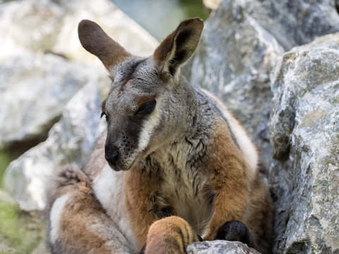 Yellow-footed Rock-wallaby, Petrogale xanthopus xanthopus, lives predominantly in the rocks