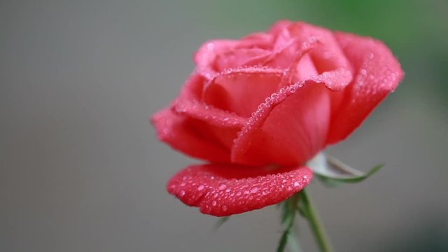 Beautiful pink red flowers with water drops in the garden. Rose in the rain dew, close up, dynamic scene, toned video, 50fps