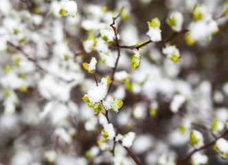 Snow on the green leaves.