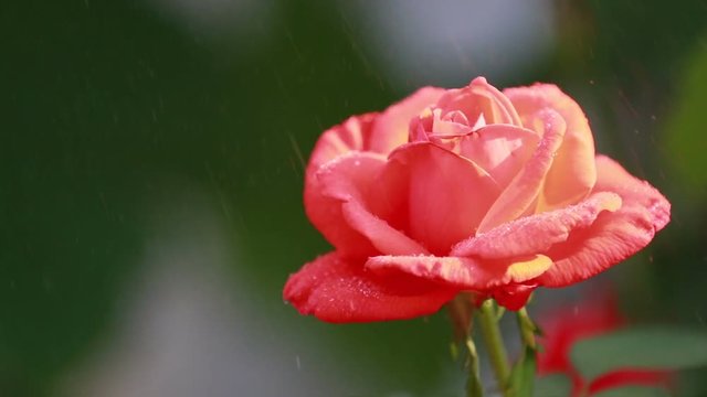 Beautiful pink red flowers with water drops in the garden. Rose under garden water sprayer, close up, dynamic scene, toned video, 50fps
