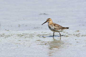 Dunlin - Calidris alpina, Crete 