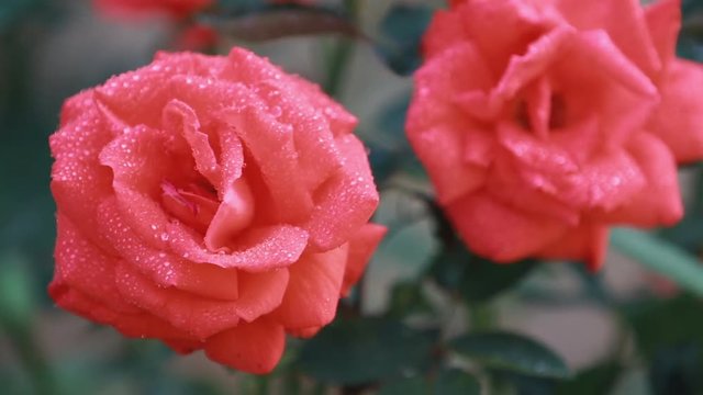 Beautiful pink red flowers with water drops in the garden. Rose in the rain dew, close up, dynamic scene, toned video, 50fps