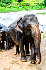 The elephant going with the herd standing with a bath in the nursery of Sri Lanka looks into the camera.
