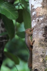 Naklejka na ściany i meble Plantain Squirrel (Callosciurus notatus) in Borneo, Malaysia - バナナリス