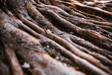 Dramatic huge roots of a tropical tree in a rainforest, with a shallow depth of field, selective focus on the middle distance