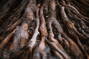 Enorme dramatische bruine wortels van een tropische boom in een regenwoud met een ondiepe scherptediepte, selectieve focus op de middellange afstand